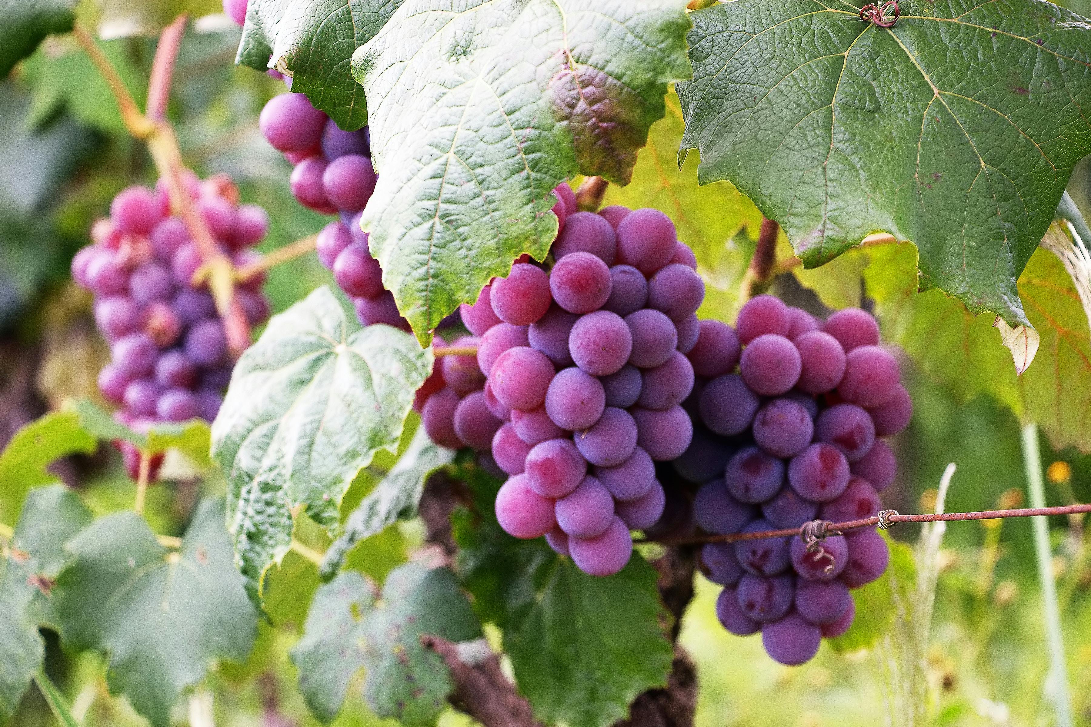 Digital wine club management