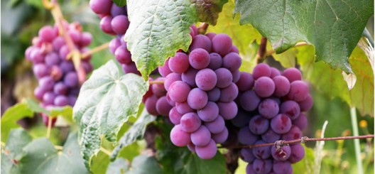 An image of grapevines
