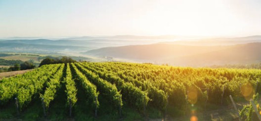 Extra wide panoramic shot of a summer vineyard shot at sunset