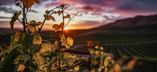 Winery Management