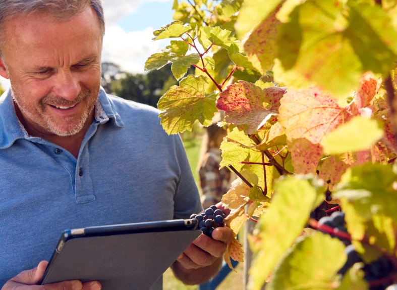 Online Shops for Winery
